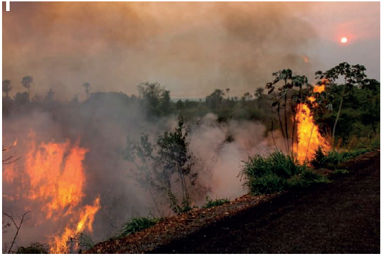 Vegetação do Pantanal sendo queimada