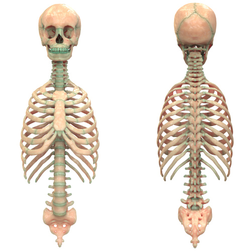 Ilustração da parte superior de dois esqueletos humanos, um de frente, outro de costas