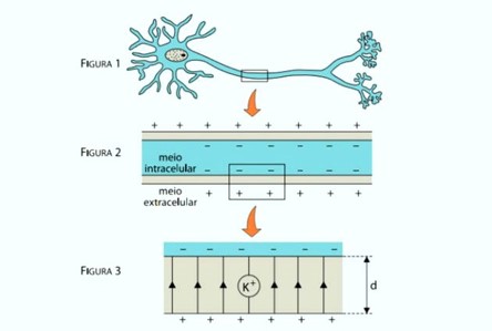 Representação de um neurônio, das partes interna e externa da membrana do neurônio e de um fragmento ampliado dessa membrana.