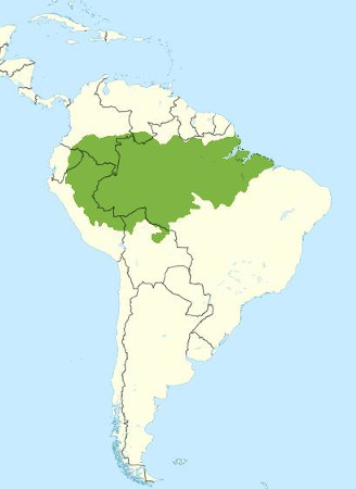 Representação da área da Floresta Amazônica no mapa da América do Sul.