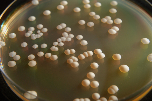Colônias de fungos Saccharomyces cerevisiae, exemplos de seres unicelulares.