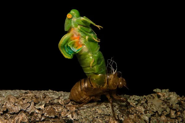 Artrópodes Artrópodes