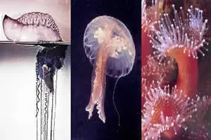 Filo cnidaria Filo cnidaria
