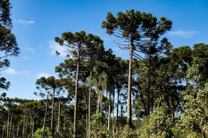 Árvores típicas da vegetação da mata de araucárias.