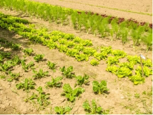 Produtos orgânicos Campo de produtos orgânicos