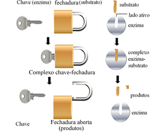 Funcionamento das enzimas Esquema de funcionamento das enzimas baseado no modelo chave-fechadura