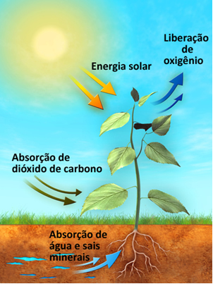 Fotossíntese Esquema de processo de fotossíntese