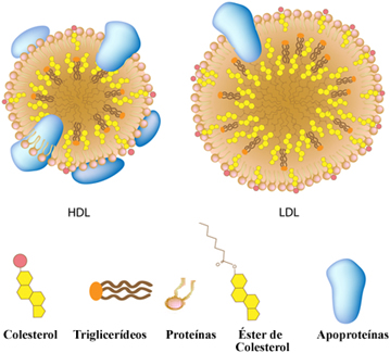 Estrutura de lipoproteínas