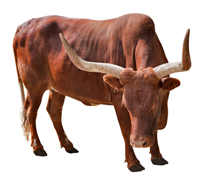 Os touros, assim como alguns outros ungulados artiodáctilos, possuem cornos, e não chifres