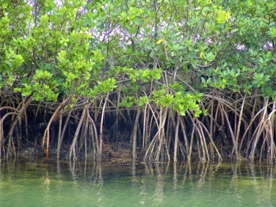Imagem ilustrativa de um mangue