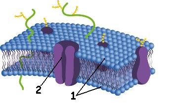 Esquema da membrana plasmática segundo o modelo do mosaico fluido