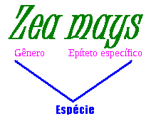 Observe que o nome da espécie é formado pelo gênero e pelo epíteto específico. Zea mays é o nome científico do milho