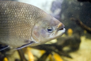 Peixe ósseo Os peixes ósseos apresentam, entre outras características, a presença de opérculo