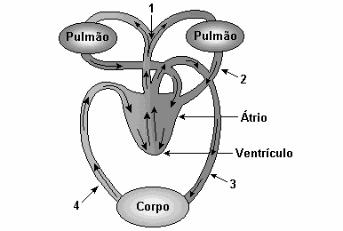 Esquema da circulação do sangue no corpo humano