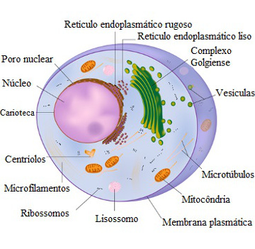 Observe atentamente a ilustração a fim de reproduzir as formas das organelas utilizando massinha