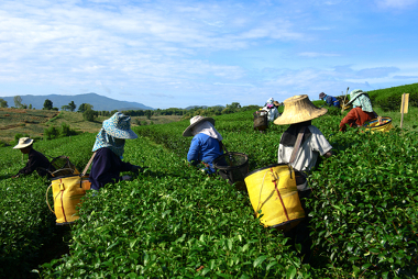 Trabalho no campo Trabalhadores no campo