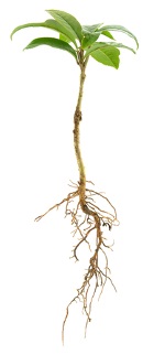 A raiz atua na fixação do vegetal e na absorção de nutrientes