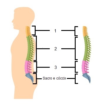 Esquema da coluna vertebral
