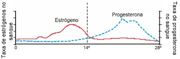 Níveis de estrógeno e progesterona no ciclo menstrual