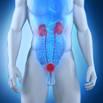 O sistema acima é importante para diversas funções do corpo