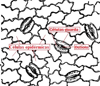 Observe o esquema da epiderme foliar com suas células epidérmicas básicas e as células-guarda