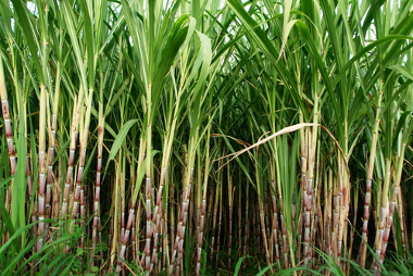 A cana-de-açúcar é a matéria-prima da produção do polietileno verde