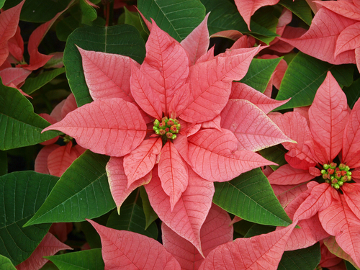 Essa planta é bastante usada em decorações de natal, apesar de ser tóxica