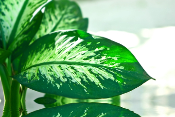 Se ingerida, essa planta causa problemas sérios, uma vez que possui oxalato de cálcio