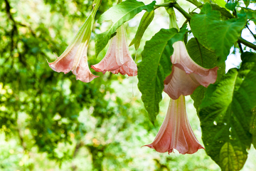 A presença de alcaloides torna essa planta bastante perigosa