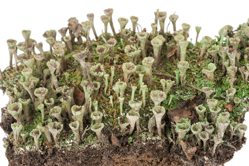 O líquen do gênero Cladonia é um exemplo de talo dimórfico
