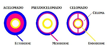 Observe a disposição dos folhetos germinativos nos organismos acelomados, pseudocelomados e celomados