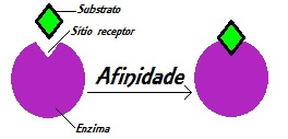 Observe atentamente o modelo chave-fechadura, no qual o substrato encaixa-se perfeitamente no sítio ativo