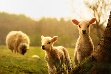 Animais Os animais fazem parte do reino Animalia