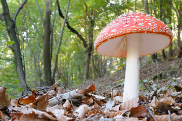 Fungos Os fungos fazem parte do reino Fungi