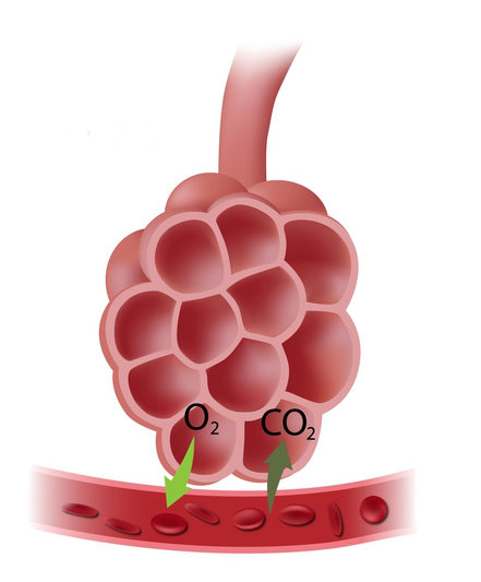 O processo de hematose ocorre nos alvéolos pulmonares