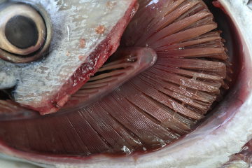 As brânquias garantem a respiração dos peixes