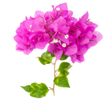 As partes rosas da Bougainvillea são brácteas, apesar de serem semelhantes a pétalas