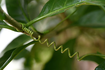 O principal papel da gavinha é garantir a sustentação da planta