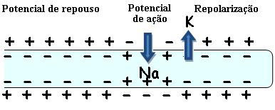 Observe como a entrada e saída de íons mudam o potencial da membrana