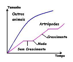 A muda ou ecdise permite o crescimento do animal