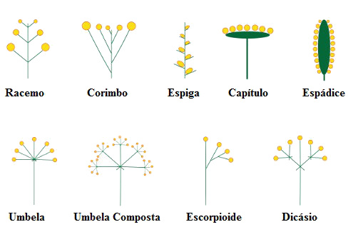 Tipos de inflorescência Observe a ilustração de diferentes tipos de inflorescência