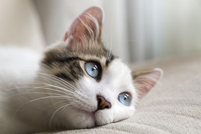 Cat: Common noun / Jack: Proper noun