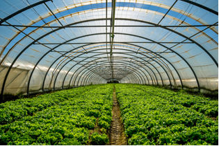 As estufas permitem a retenção do calor para o cultivo de vegetais