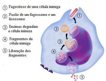 Fagocitose Observe as etapas do processo de fagocitose