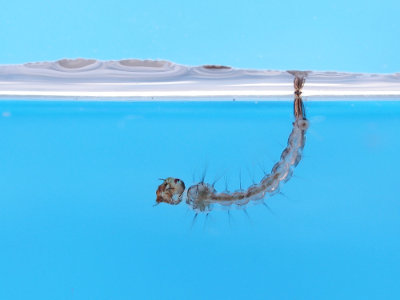 A larva do Aedes aegypti representa uma fase aquática do ciclo de vida