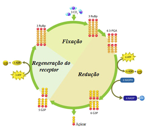 Ciclo de Calvin Observe as etapas de fixação, redução e regeneração do receptor