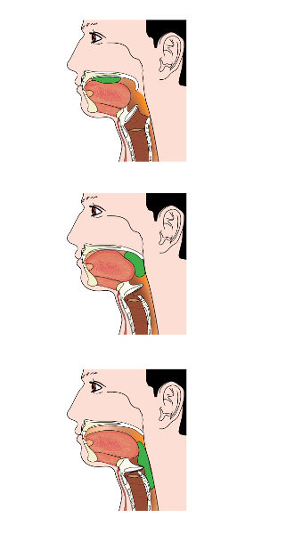 Deglutição Observe o alimento seguindo em direção ao sistema digestório graças à ação da epiglote