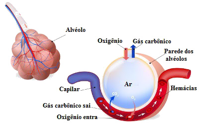 A hematose é um processo de trocas gasosas que ocorre nos alvéolos
