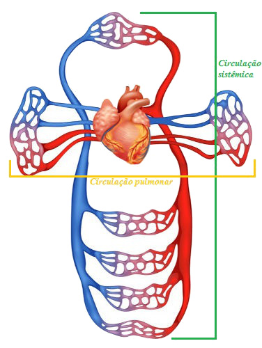 Na circulação dupla, podemos observar a circulação pulmonar e a sistêmica