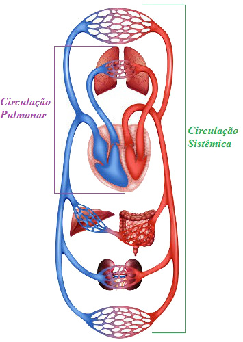 Circulação Na circulação sistêmica, o sangue segue para o corpo e retorna ao coração. Já na pulmonar, o sangue segue em direção ao pulmão e retorna ao coração.